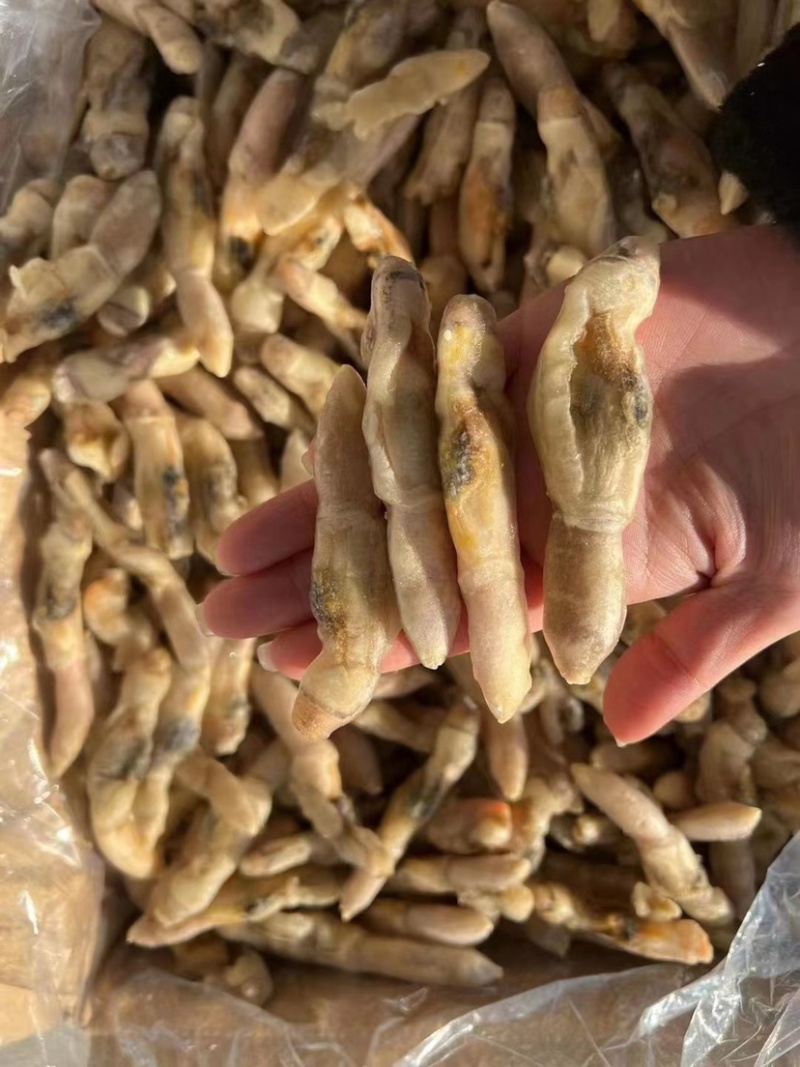 蛏王肉蛏子肉鲜活速冻大个竹节蛏王货源充足欢迎联系