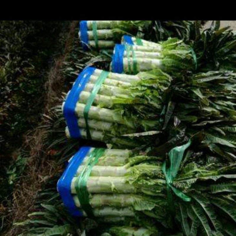 湖北宜昌当阳优质红尖叶香莴笋大量上市，无空心质量好。