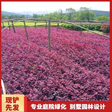 红花继木大小杯量大苗好基地现货欢迎实地考察