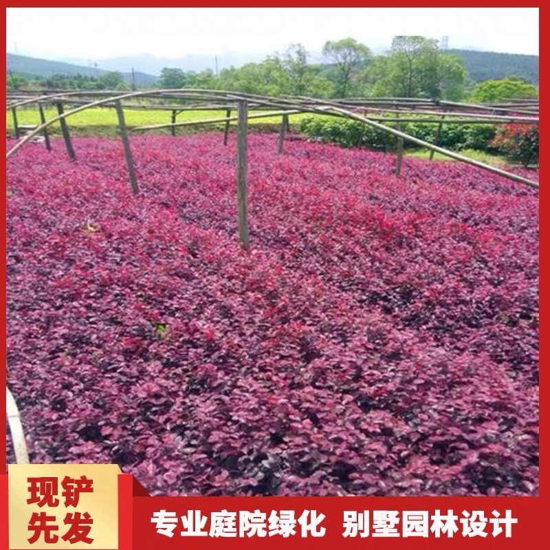 红花继木大小杯量大苗好基地现货欢迎实地考察