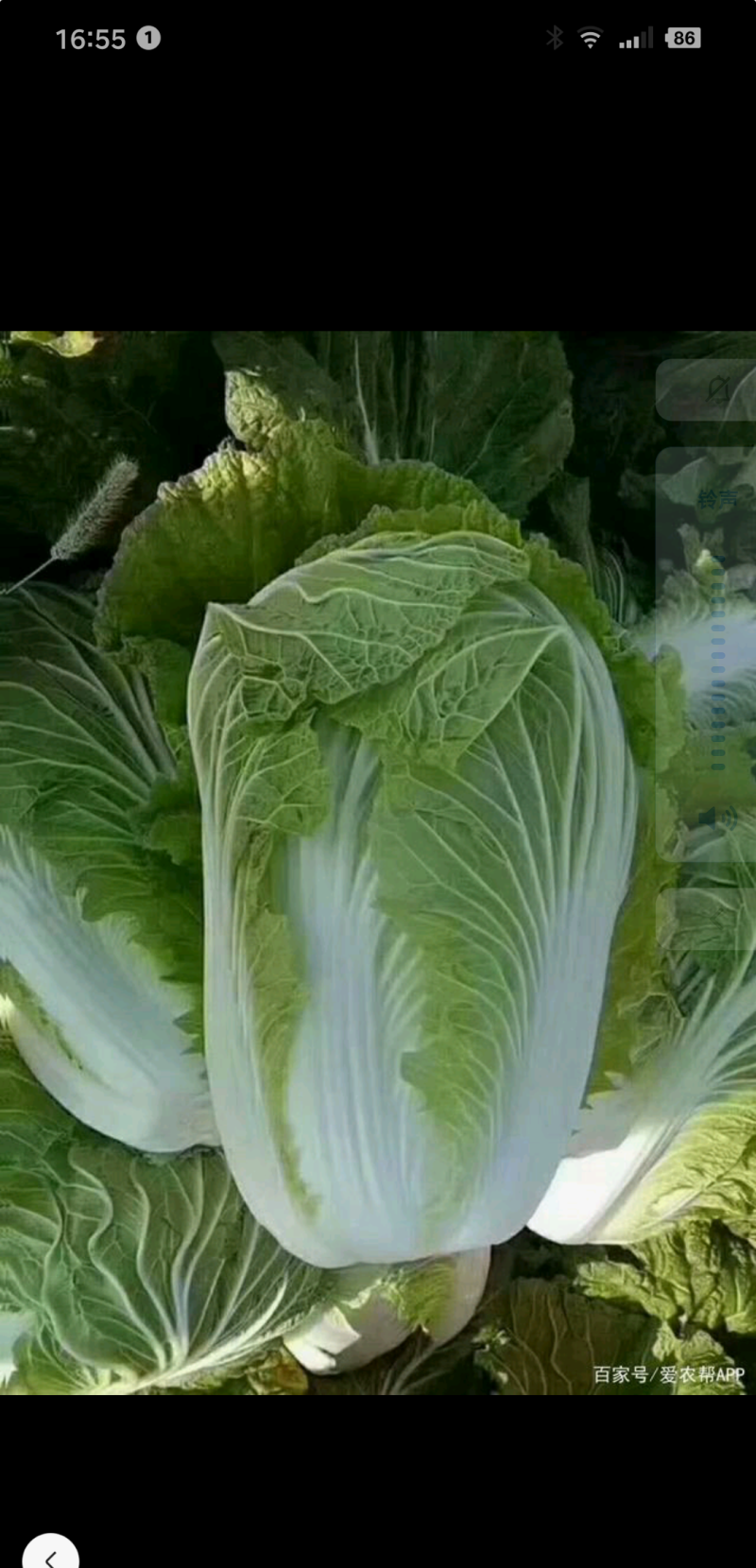 湖北当阳千亩黄心大白菜大量上市量大从优，质欢迎选购