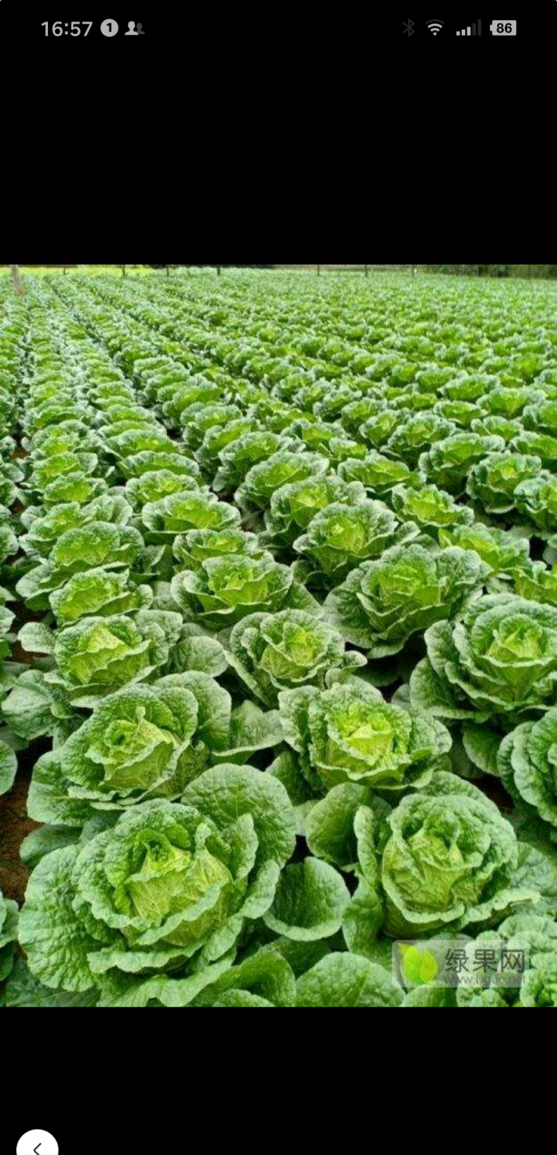 湖北当阳千亩黄心大白菜大量上市量大从优，质欢迎选购