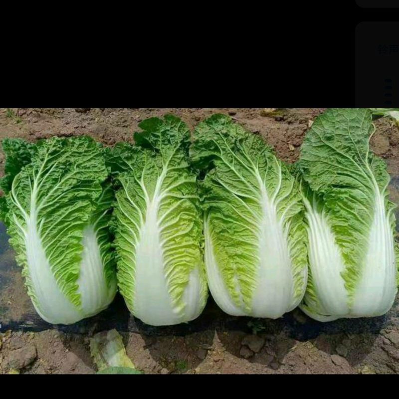 湖北当阳千亩黄心大白菜大量上市量大从优，质欢迎选购