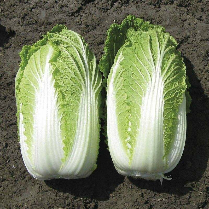 湖北当阳千亩黄心大白菜大量上市量大从优，质欢迎选购