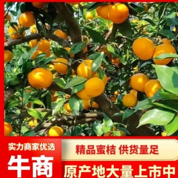 四川蜜橘柑桔橘子产地直发货源充足稳定欢迎视频看货