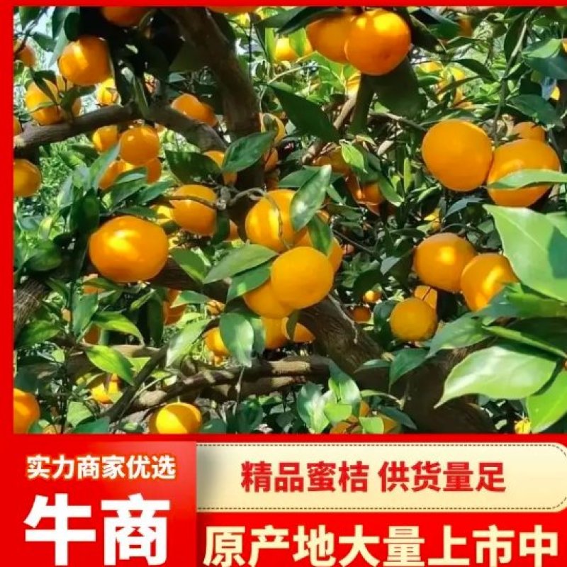 四川蜜橘柑桔橘子产地直发货源充足稳定欢迎视频看货