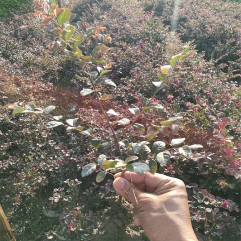 红花继木大小杯量大苗好基地现货欢迎实地考察