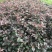 红花继木大小杯量大苗好基地现货欢迎实地考察