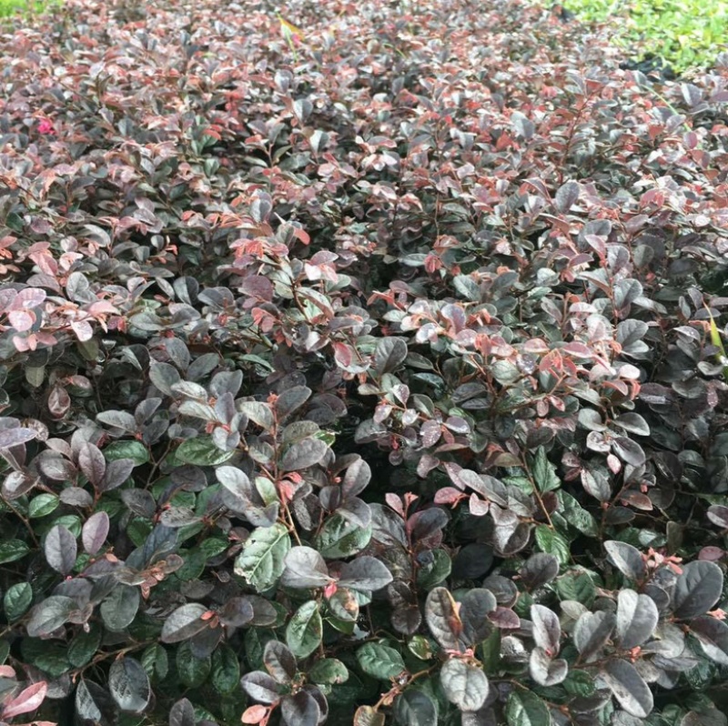 红花继木大小杯量大苗好基地现货欢迎实地考察