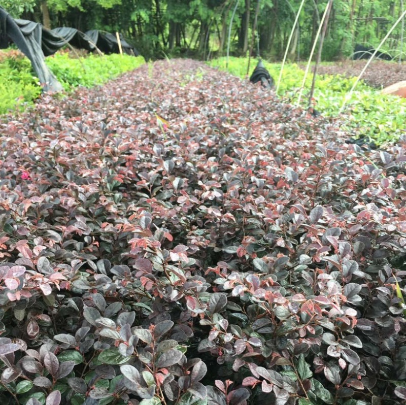 红花继木大小杯量大苗好基地现货欢迎实地考察