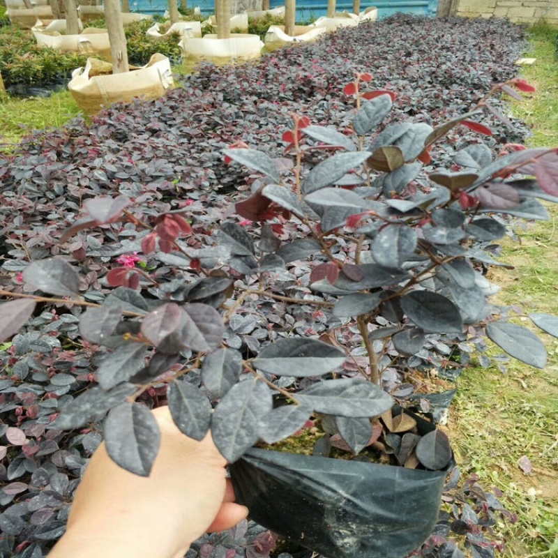 红花继木大小杯量大苗好基地现货欢迎实地考察