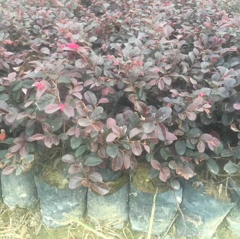 红花继木大小杯量大苗好基地现货欢迎实地考察