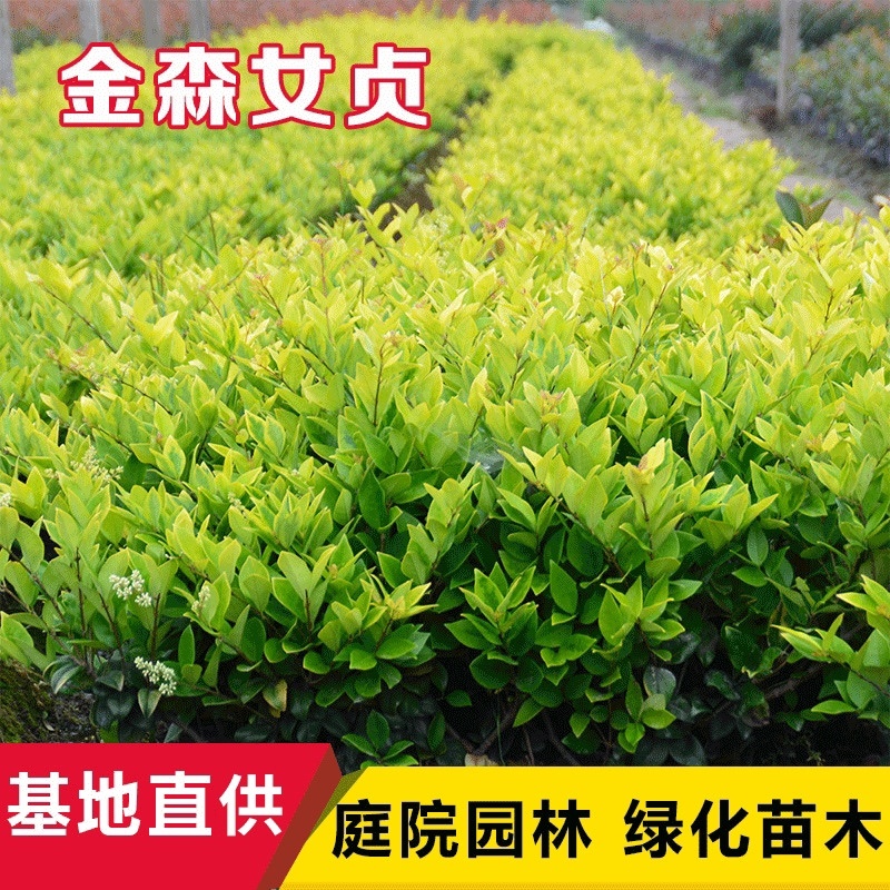 女贞金森女贞大小杯园林绿化工程苗规格全价低货好