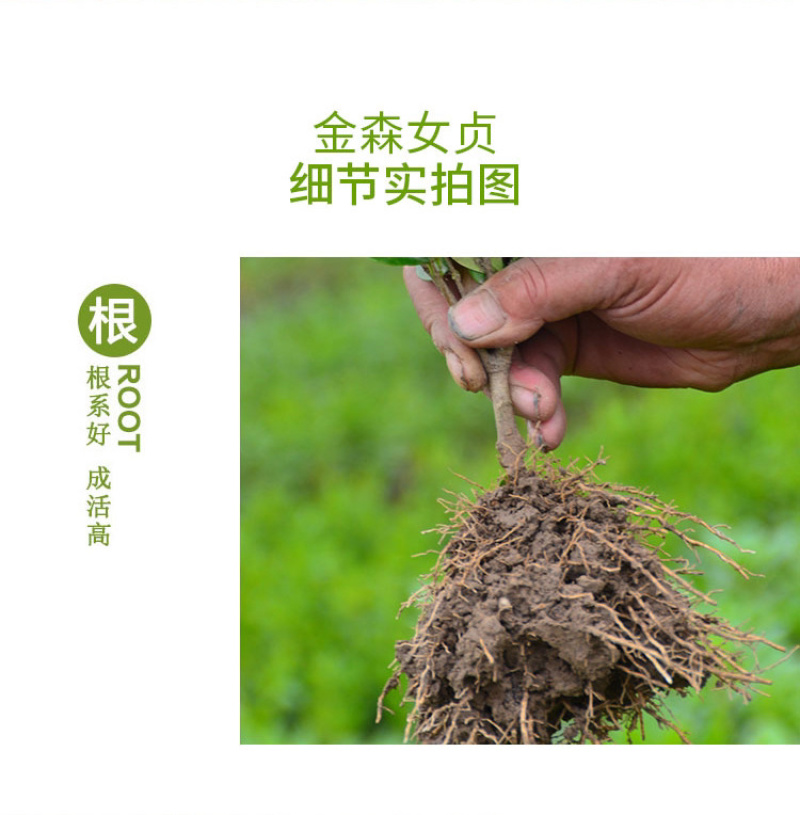 女贞金森女贞大小杯园林绿化工程苗规格全价低货好