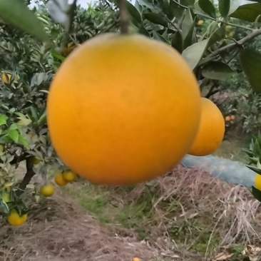 脐橙