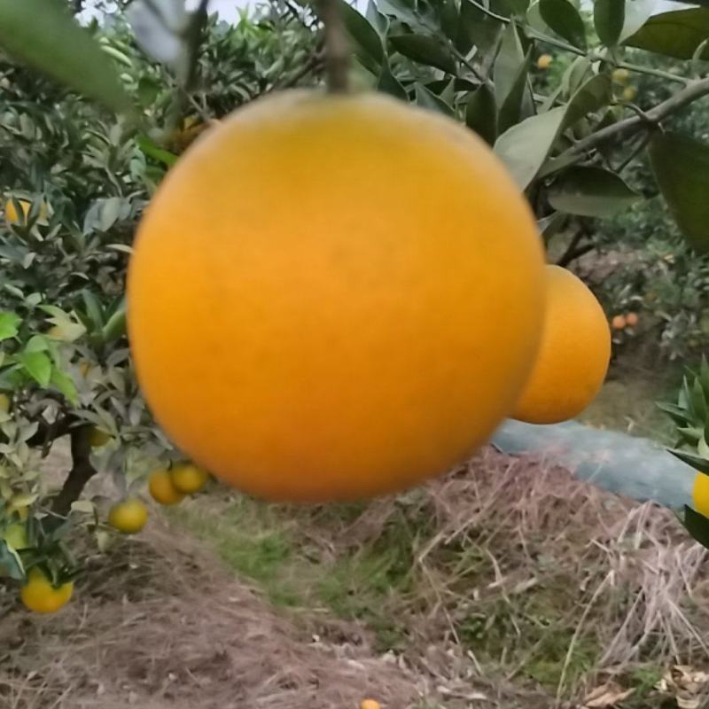 脐橙