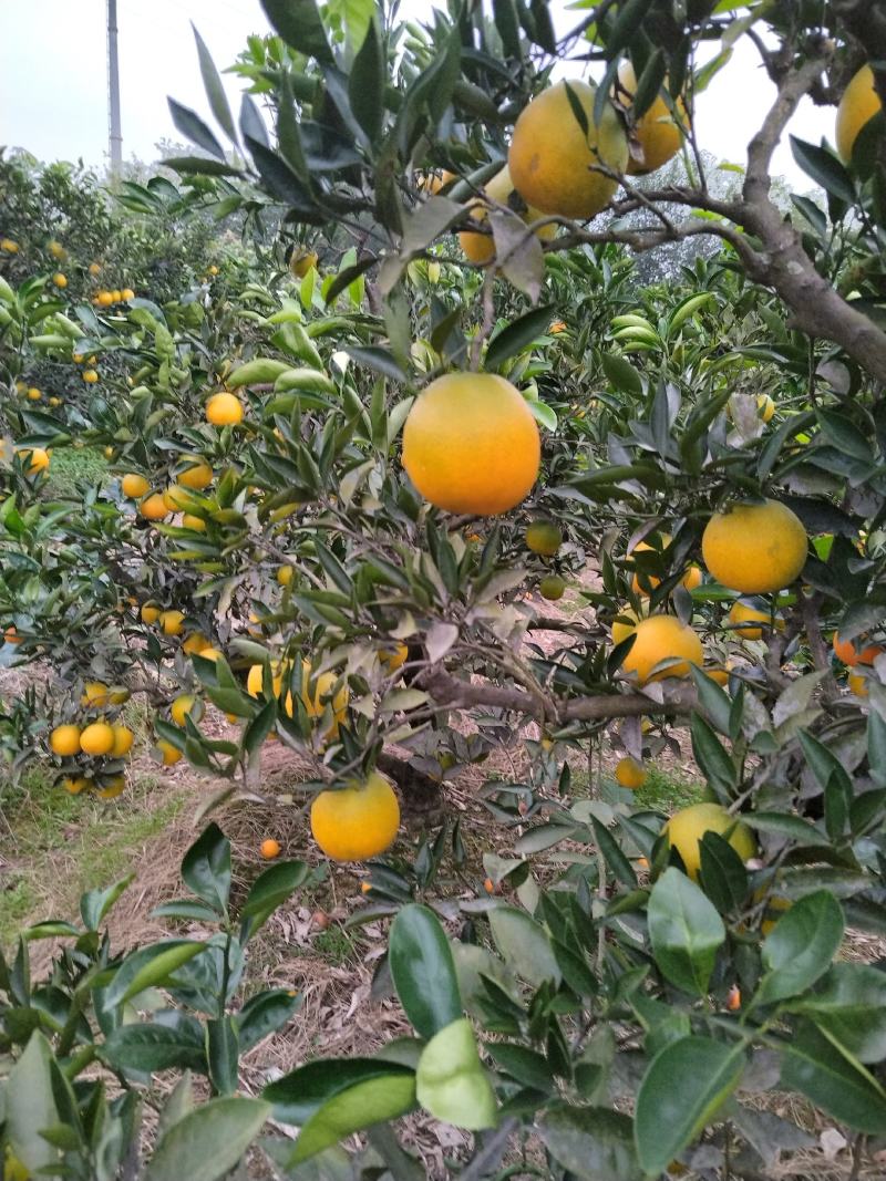 脐橙