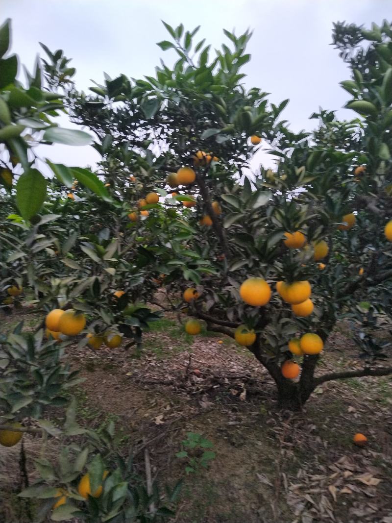 脐橙