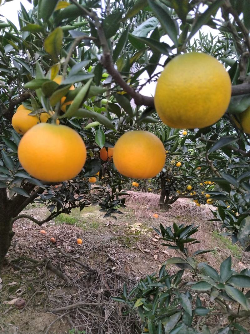 脐橙