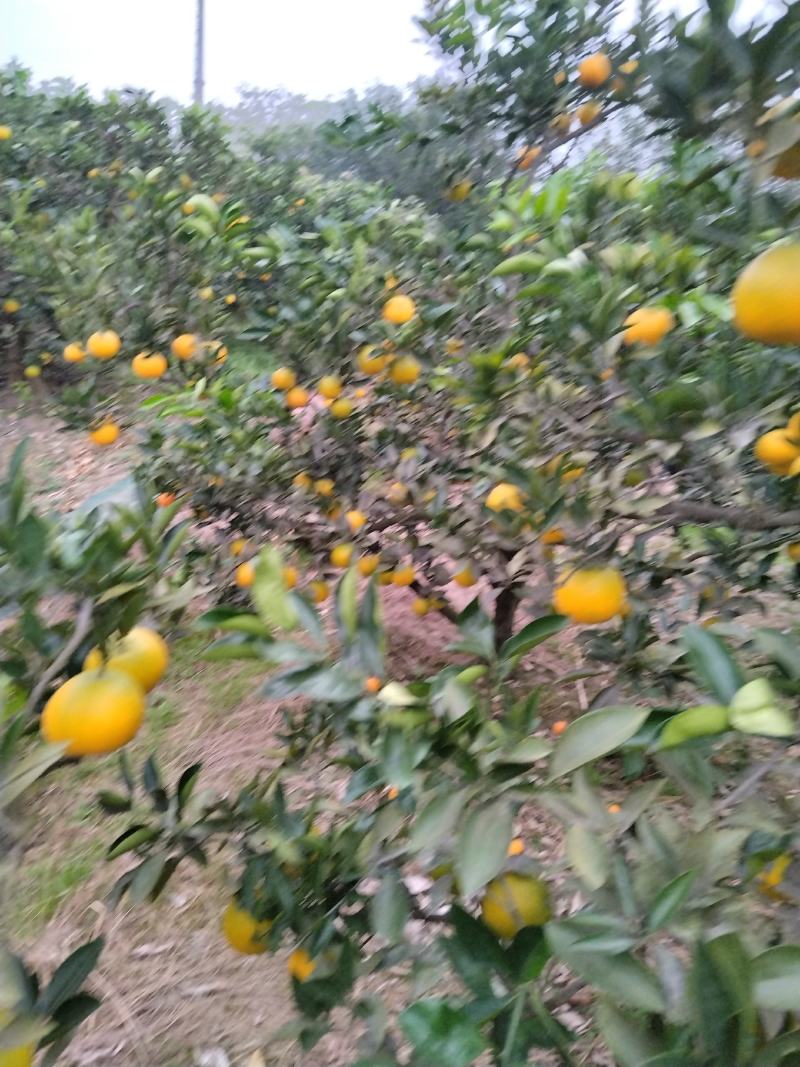 脐橙