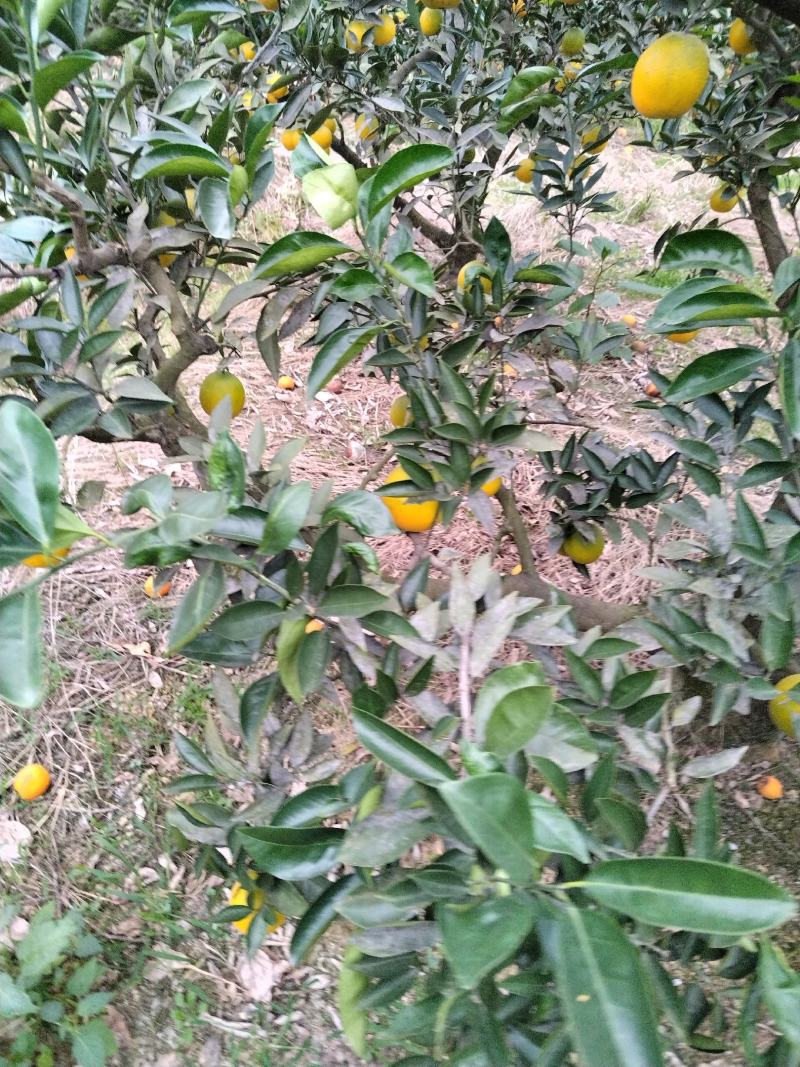 脐橙