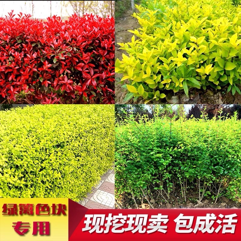 亮晶晶女贞大小杯苗金森女贞女贞杯苗自家苗圃价格可聊