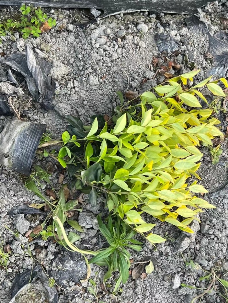 亮晶晶女贞大小杯苗金森女贞女贞杯苗自家苗圃价格可聊