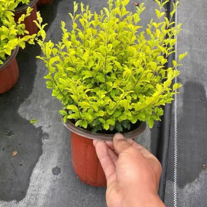 亮晶晶女贞大小杯苗金森女贞女贞杯苗自家苗圃价格可聊