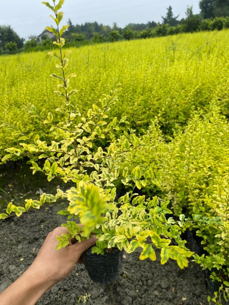 亮晶晶女贞大小杯苗金森女贞女贞杯苗自家苗圃价格可聊