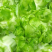 【荐】儿菜精品儿菜逐步上市大头白龙牙菜丫丫菜