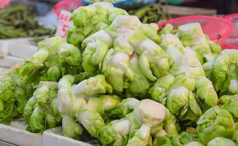 【荐】儿菜精品儿菜逐步上市大头白龙牙菜丫丫菜