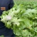 【荐】儿菜精品儿菜逐步上市大头白龙牙菜丫丫菜