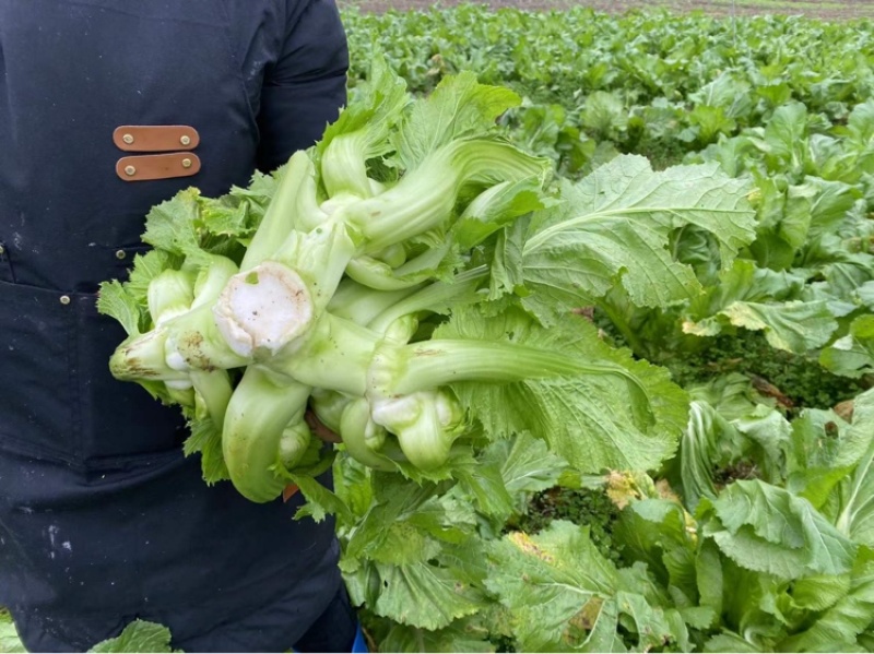 【荐】儿菜精品儿菜逐步上市大头白龙牙菜丫丫菜