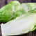 【荐】儿菜精品儿菜逐步上市大头白龙牙菜丫丫菜