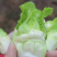 【荐】儿菜精品儿菜逐步上市大头白龙牙菜丫丫菜