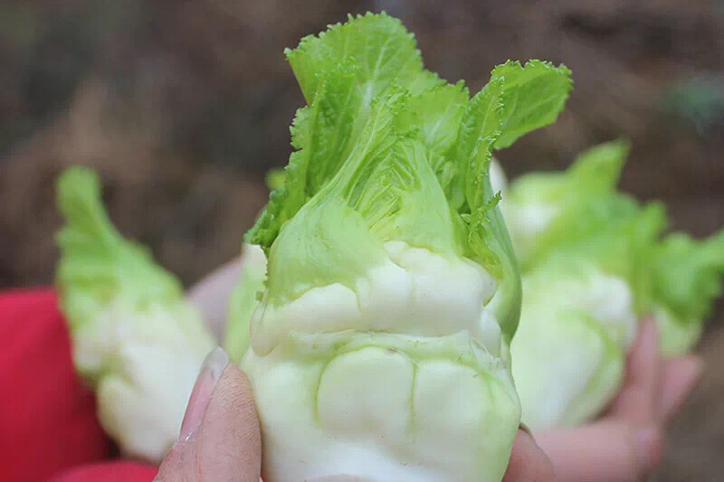 【荐】儿菜精品儿菜逐步上市大头白龙牙菜丫丫菜