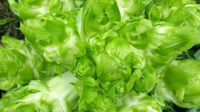 【荐】儿菜精品儿菜逐步上市大头白龙牙菜丫丫菜