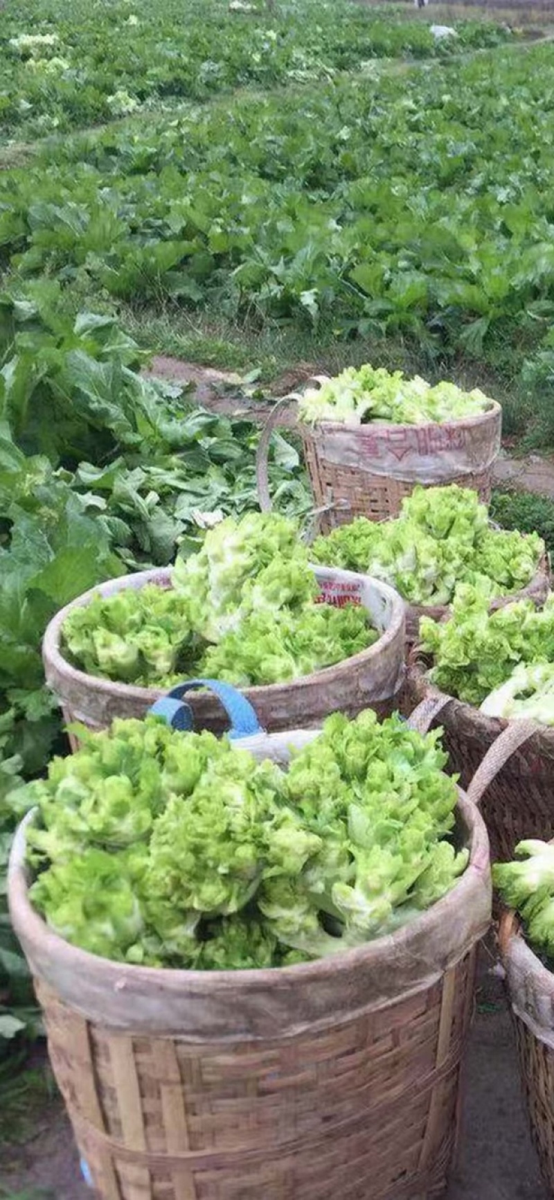 【荐】儿菜精品儿菜逐步上市大头白龙牙菜丫丫菜