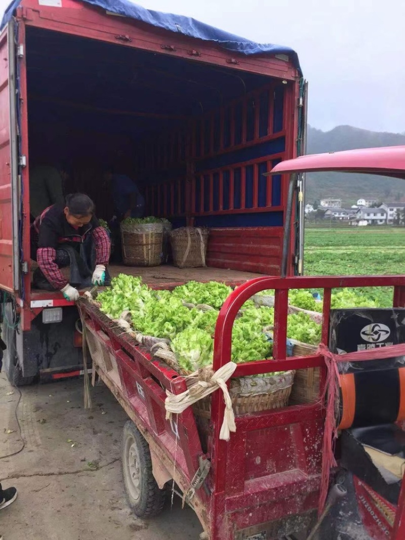 【荐】儿菜精品儿菜逐步上市大头白龙牙菜丫丫菜