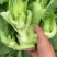 【荐】儿菜精品儿菜逐步上市大头白龙牙菜丫丫菜