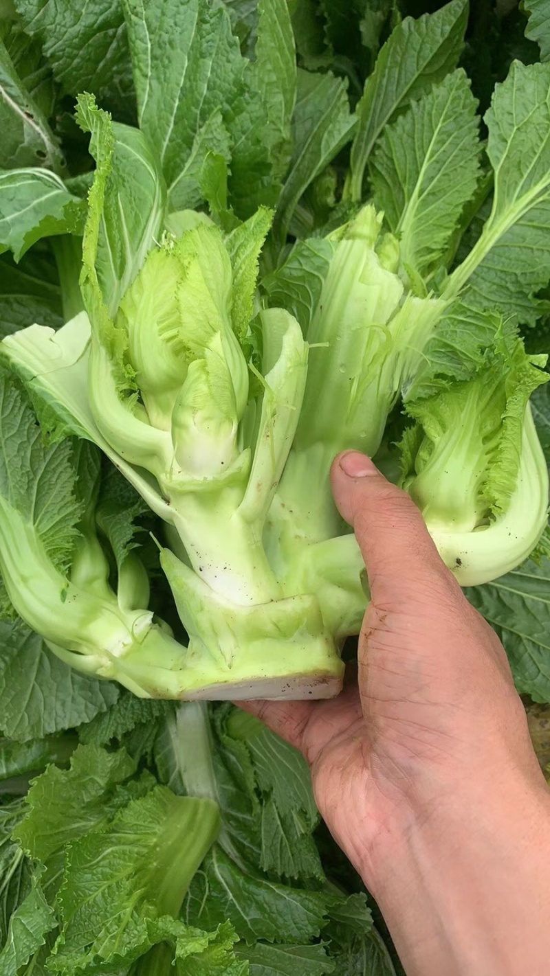 【荐】儿菜精品儿菜逐步上市大头白龙牙菜丫丫菜