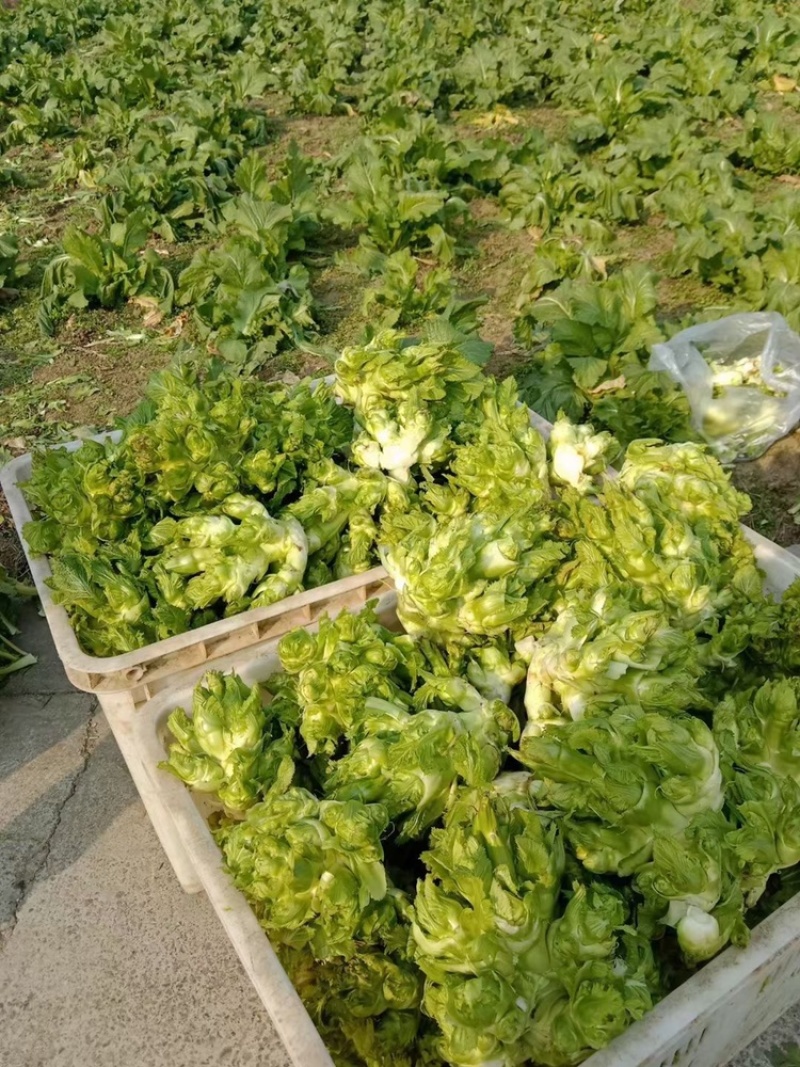 【荐】儿菜精品儿菜逐步上市大头白龙牙菜丫丫菜