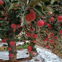 山坡的红富士苹果以成熟特别好吃甜欢迎各位老板购买