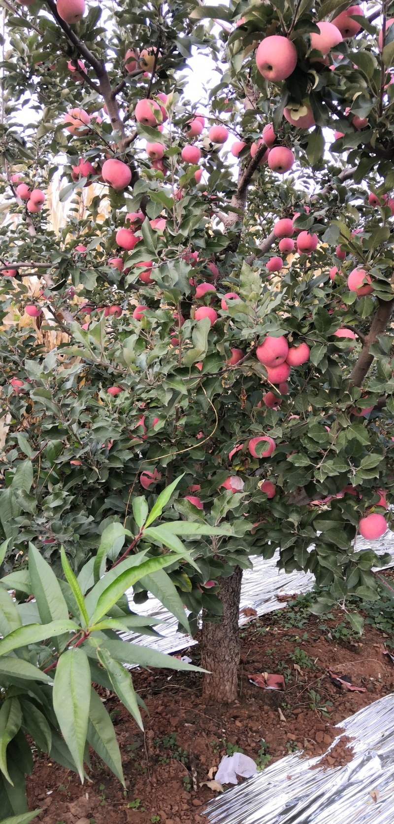 山坡的红富士苹果以成熟特别好吃甜欢迎各位老板购买