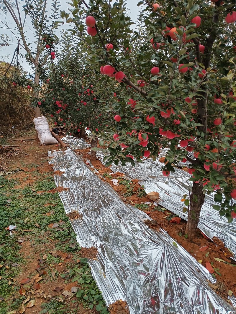 山坡的红富士苹果以成熟特别好吃甜欢迎各位老板购买