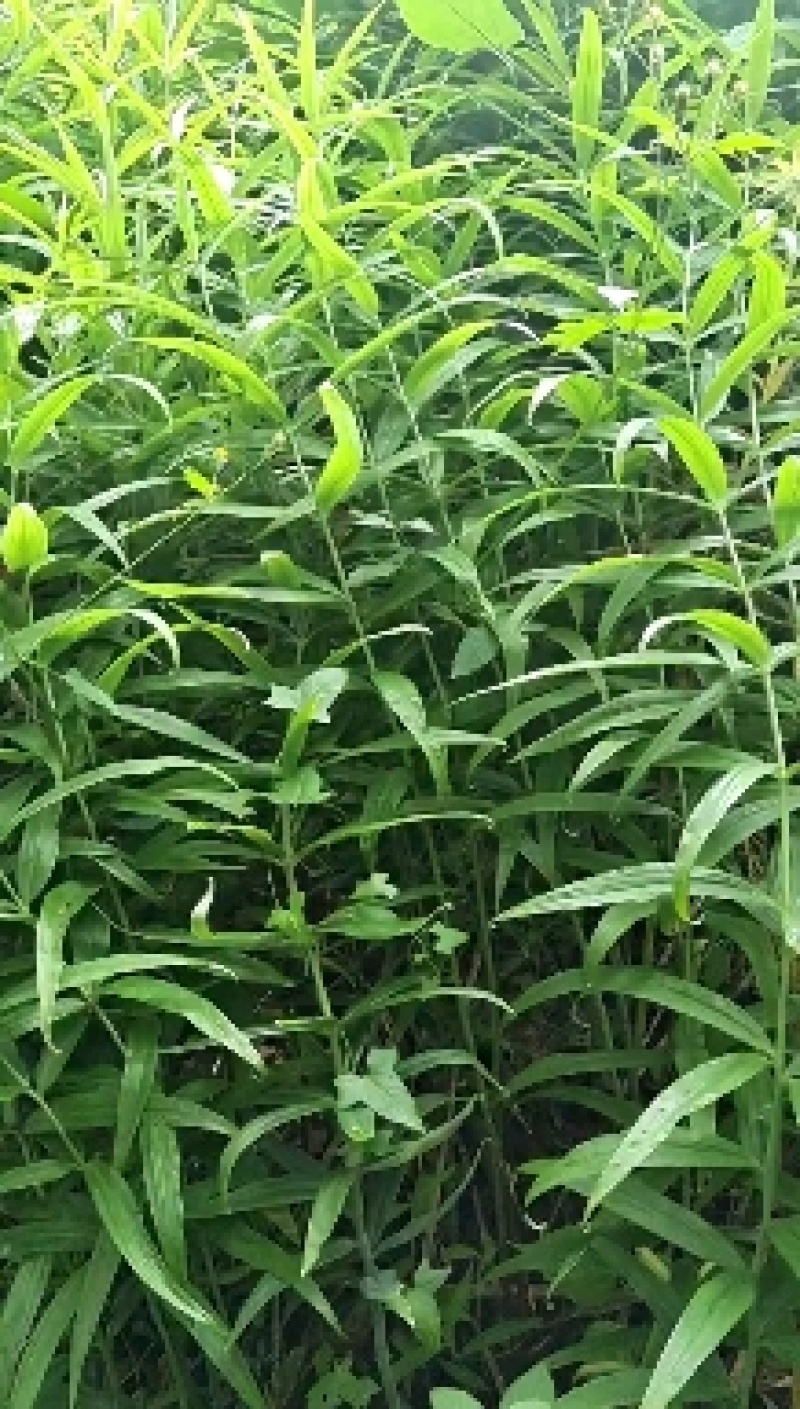 紫花白芨，有图有真相，，！！！！！！！！！！！！！！