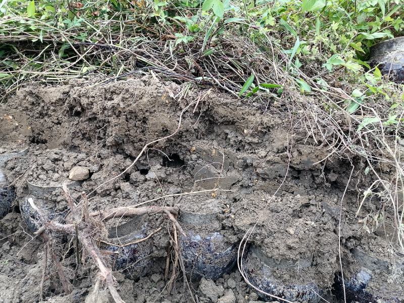 纯粮酒，地窖酒，土炮