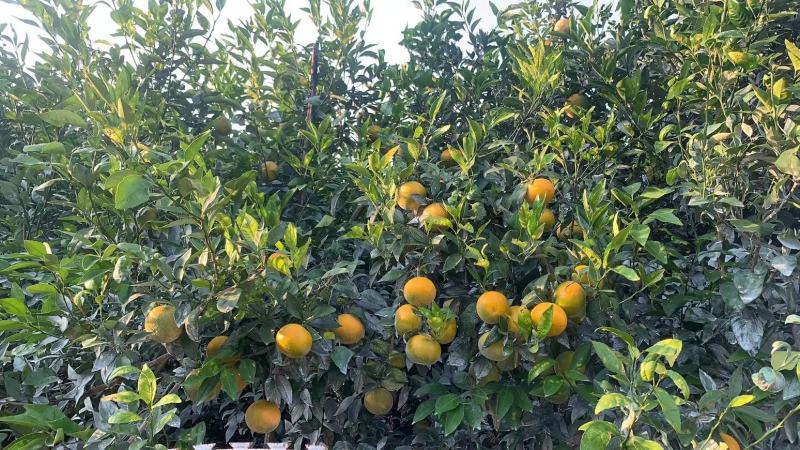 5号沃柑上市。欢迎抢市场的客商来购