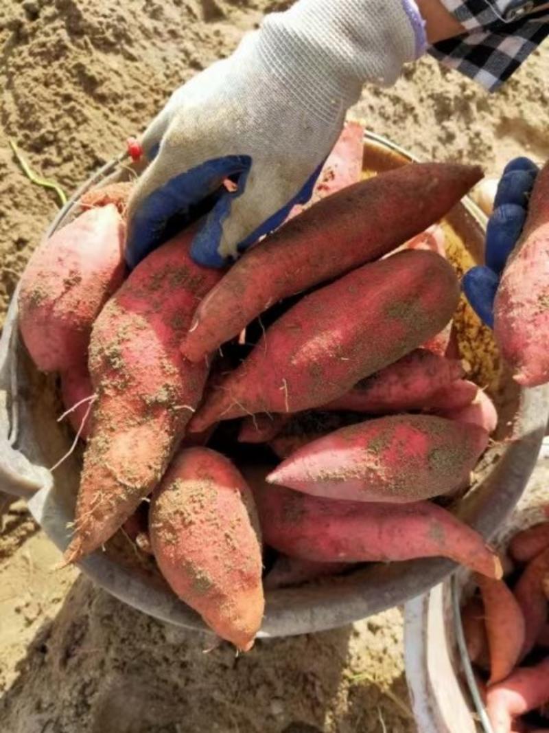 陆丰西瓜红，广东红薯，沙地，半沙地全规格上市供应，精品