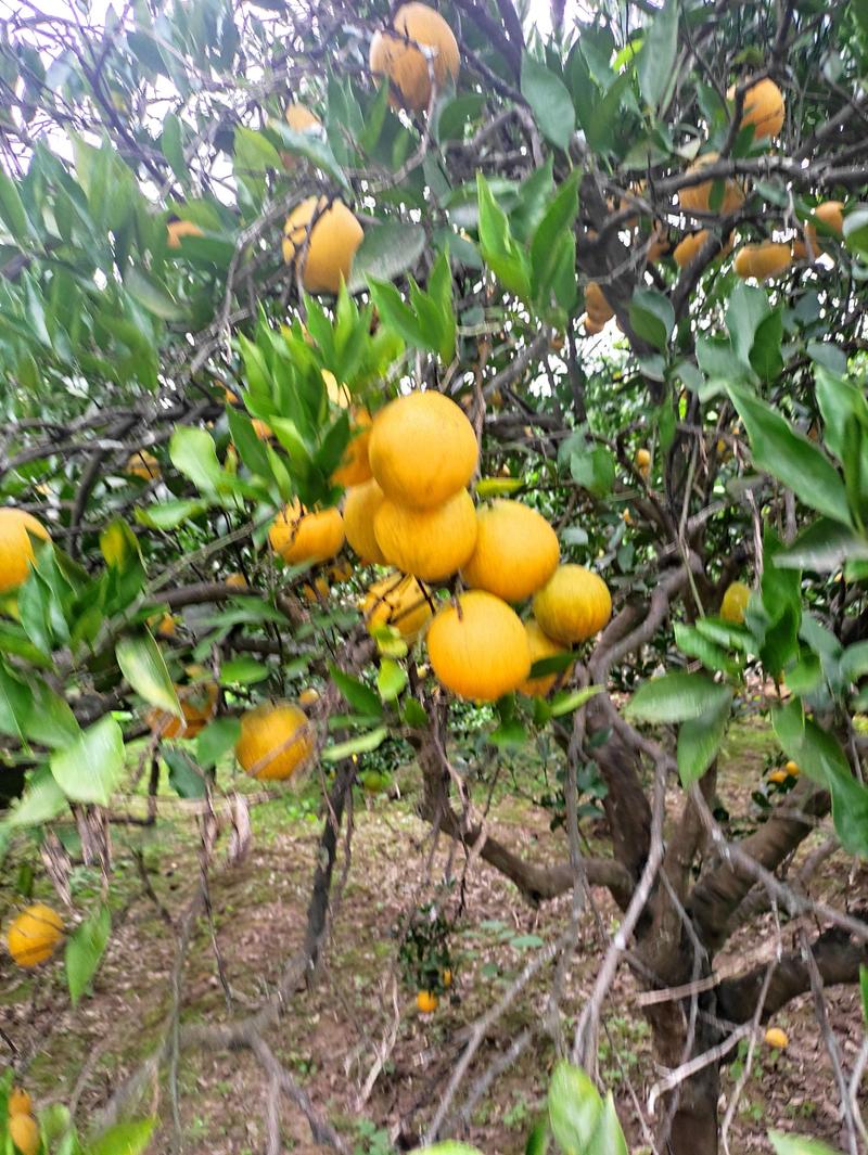 大量锦橙100已经上市，果大皮薄，口感鲜美，需要的老联系